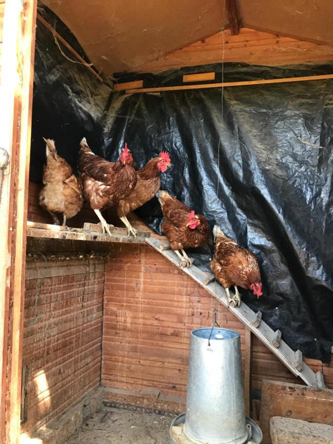 Allotjament Rural Solsona Zewnętrze zdjęcie