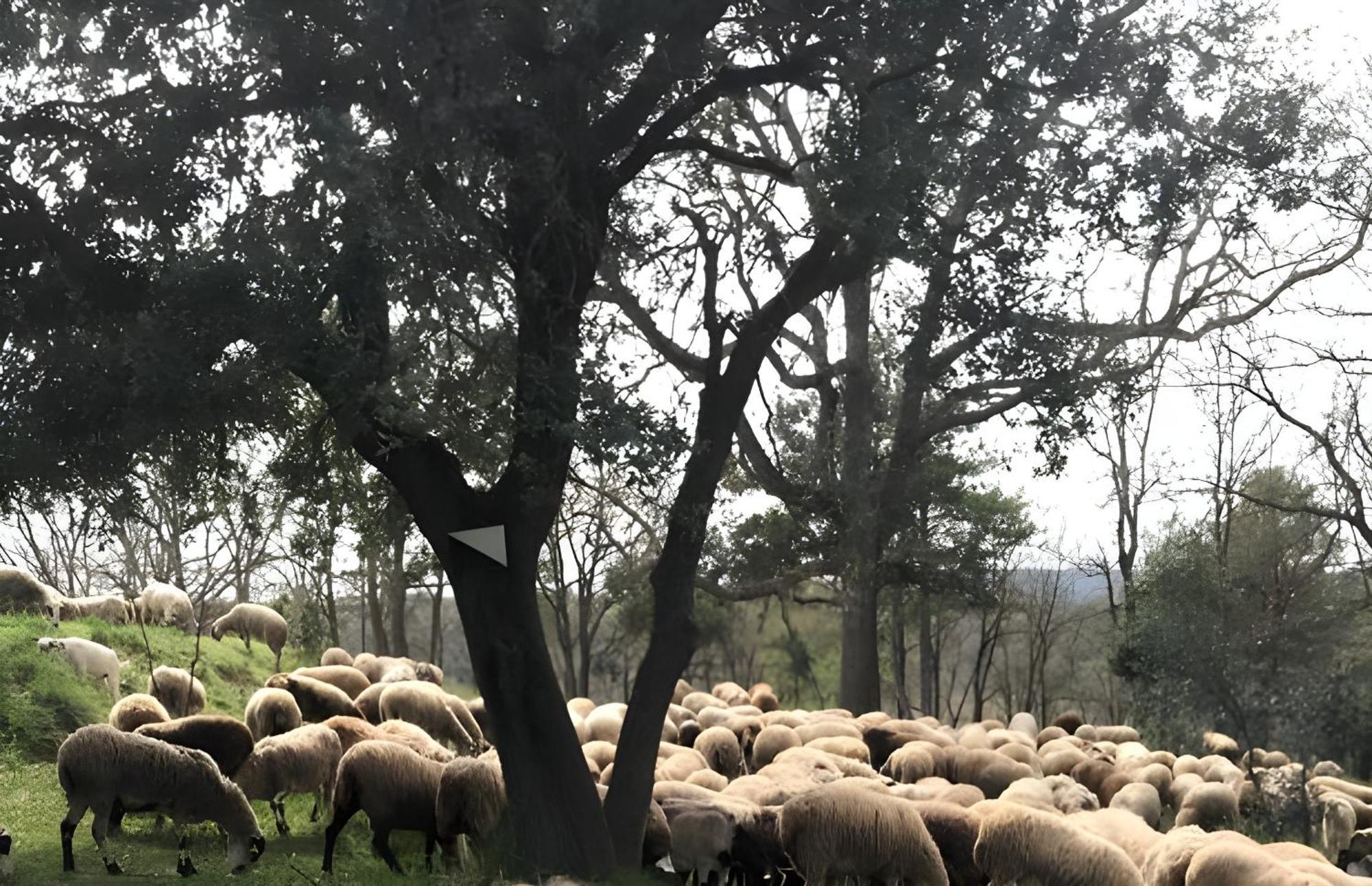 Allotjament Rural Solsona Zewnętrze zdjęcie